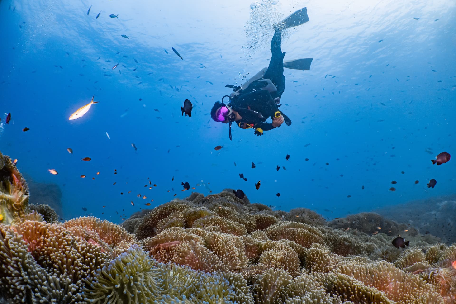 Was sind die besten Tauchplätze in Koh Tao?