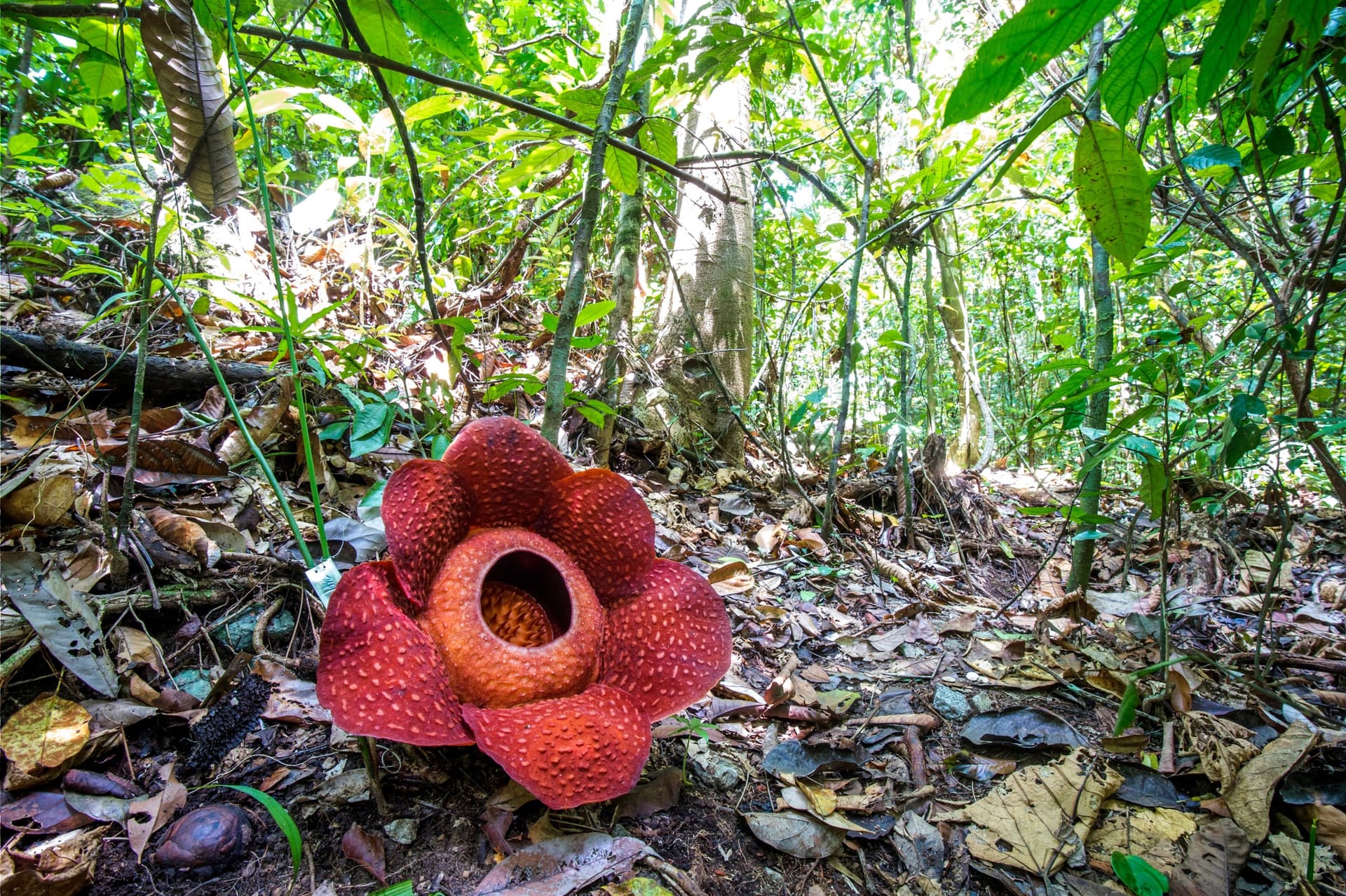 Wo man die Rafflesia, die größte Blume der Welt, in Thailand sieht