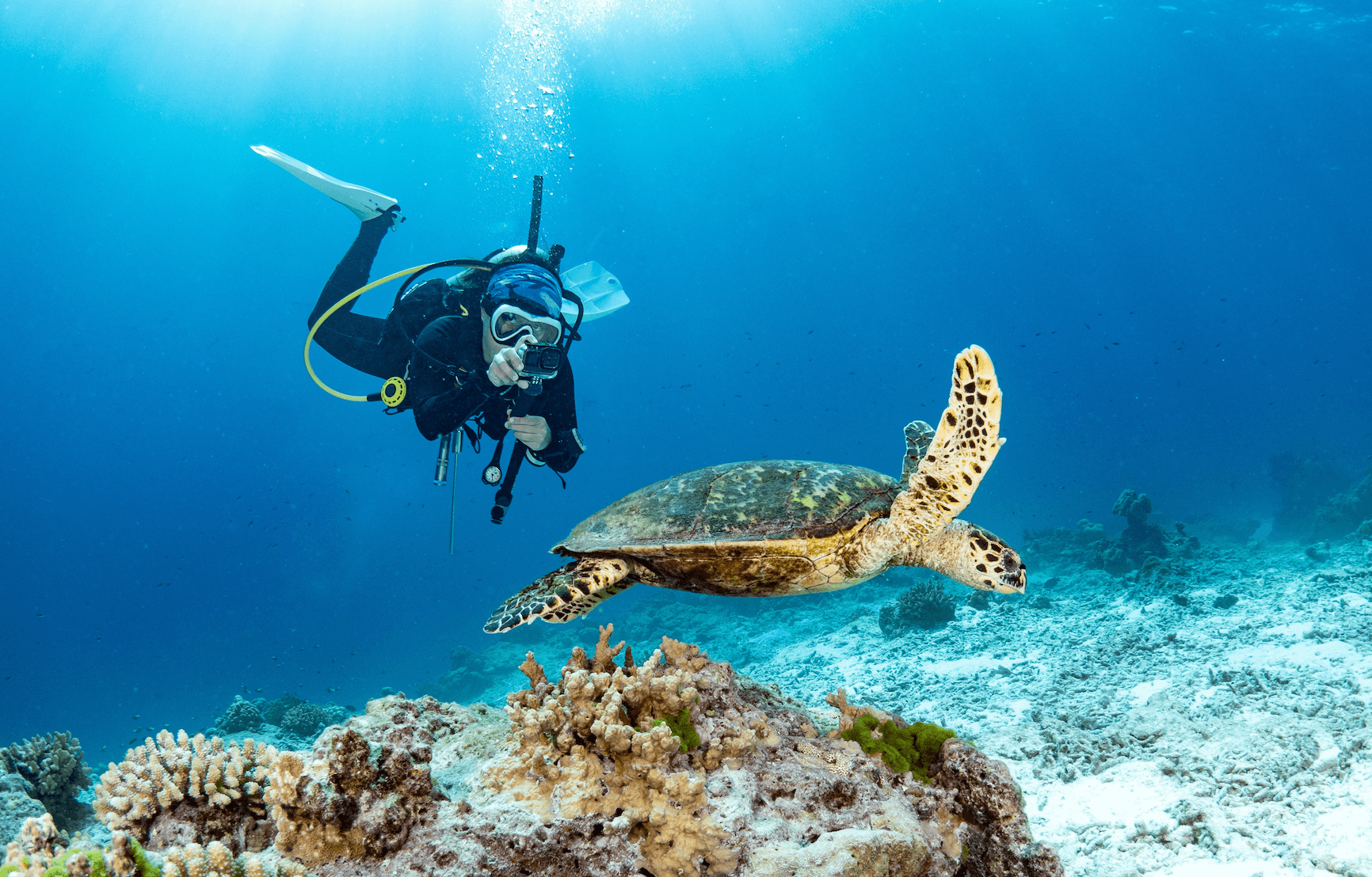 Wo kann man Schildkröten in Thailand sehen?